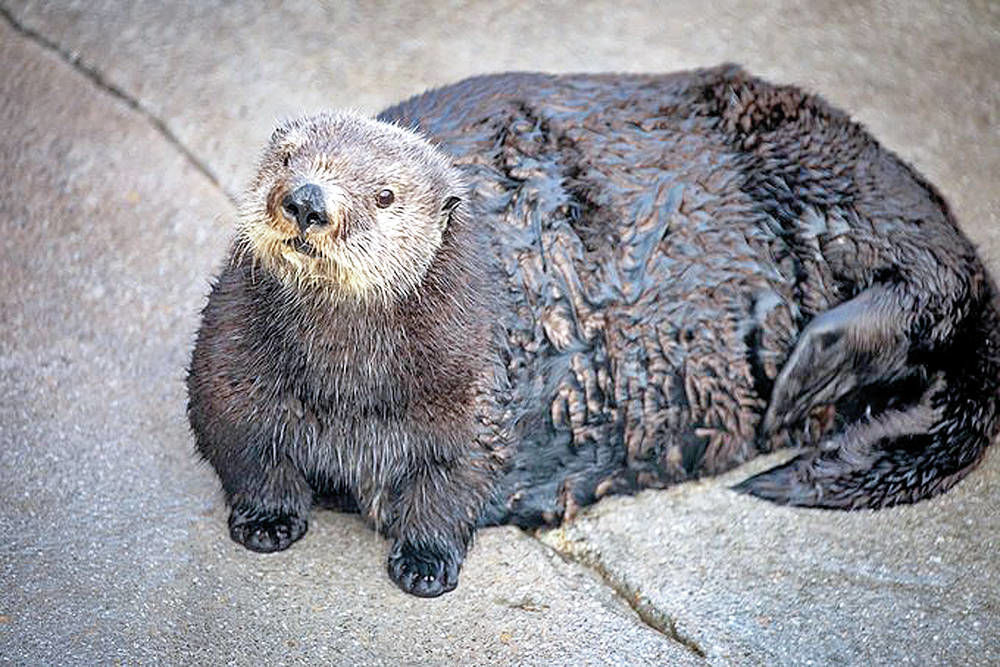 chubby sea otter