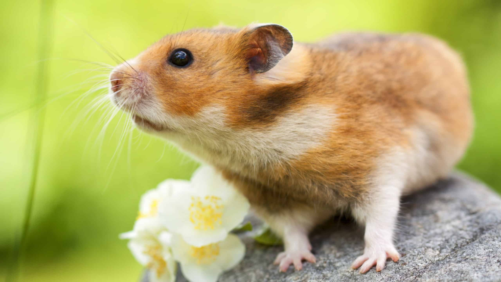 hamster