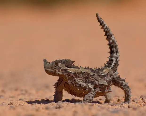 Thorny Devil Lizard