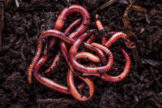 Earthworm