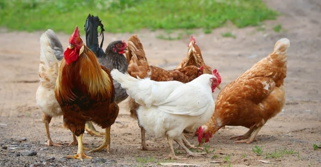 Domesticated chickens