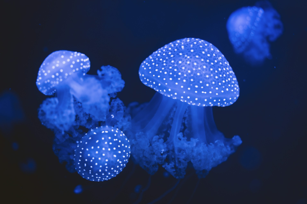 Jellyfish