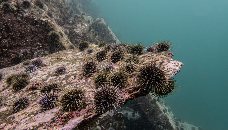  Sea Urchin