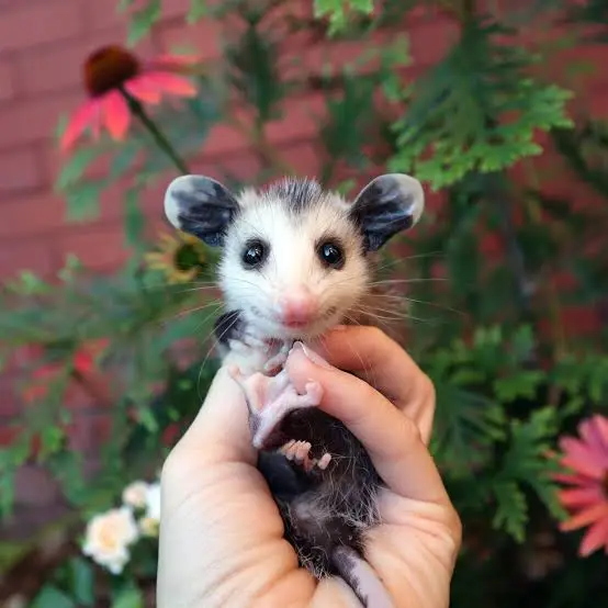 Opossums