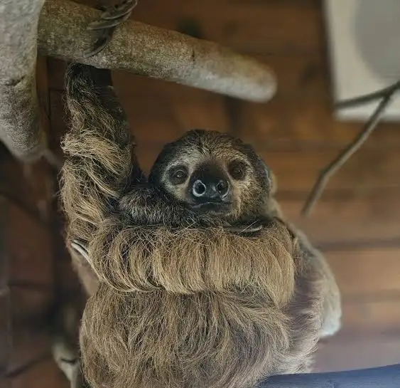 Sloths