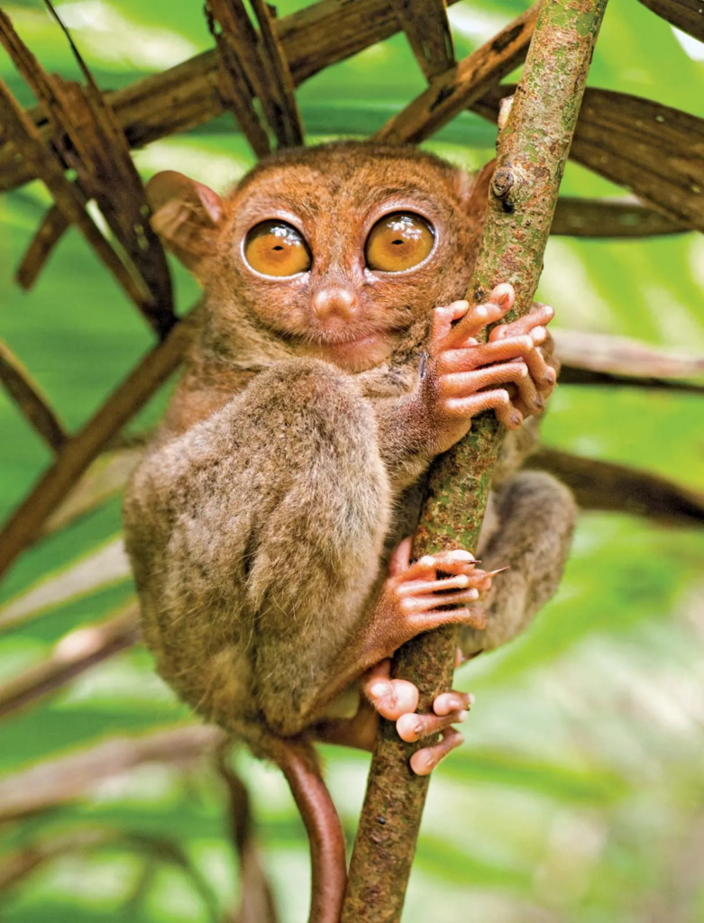 Tarsiers