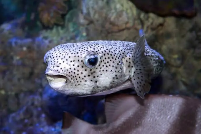 Pufferfish