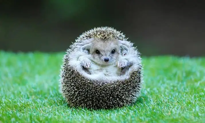 Hedgehogs
