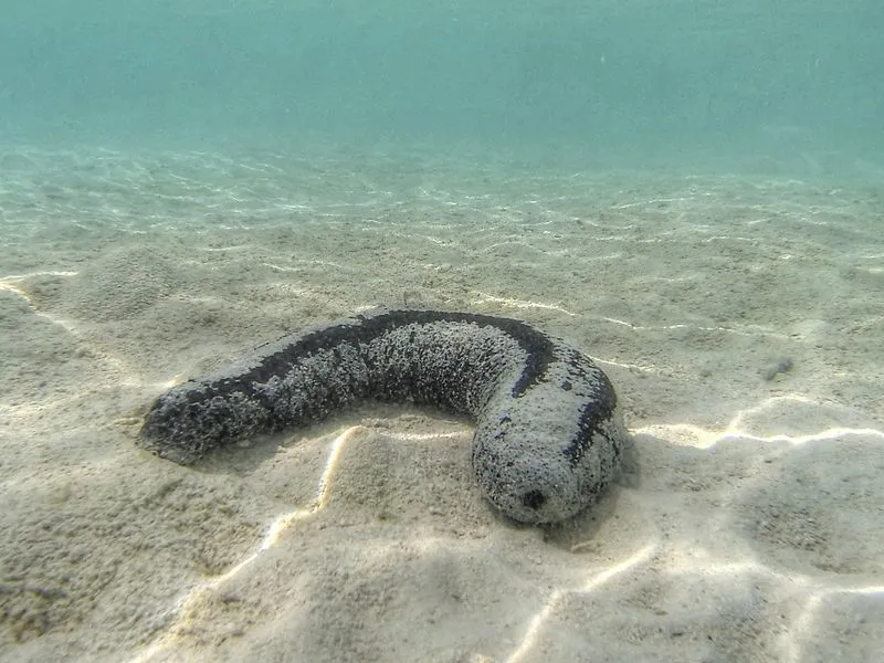 Sea Cucumber