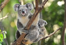 Koalas: Weakest animals