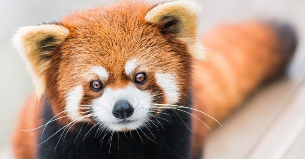 red panda shy animal 