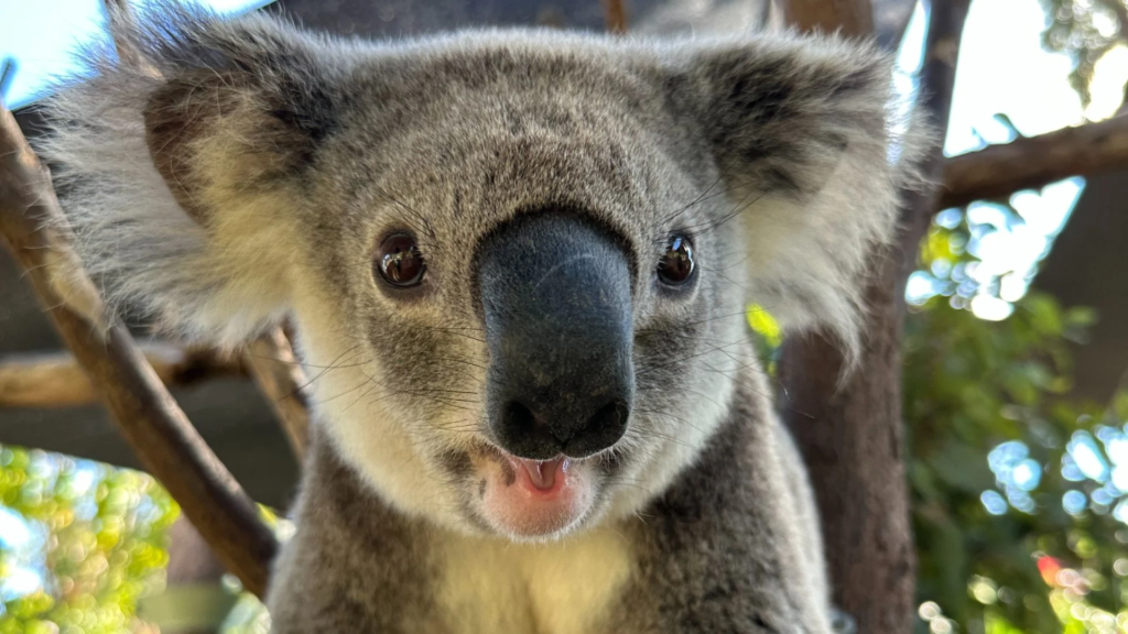 koala shy animal