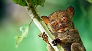 tarsier shy animal