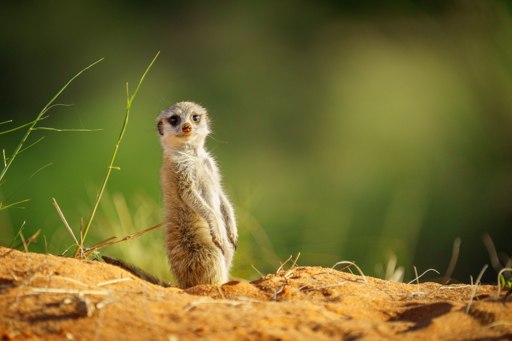 meerkat shy animal