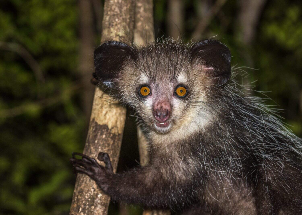 Aye aye shy animal