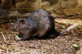 African Brush Tailed porcupine