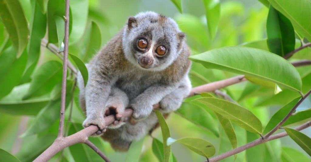 slow loris shy animal