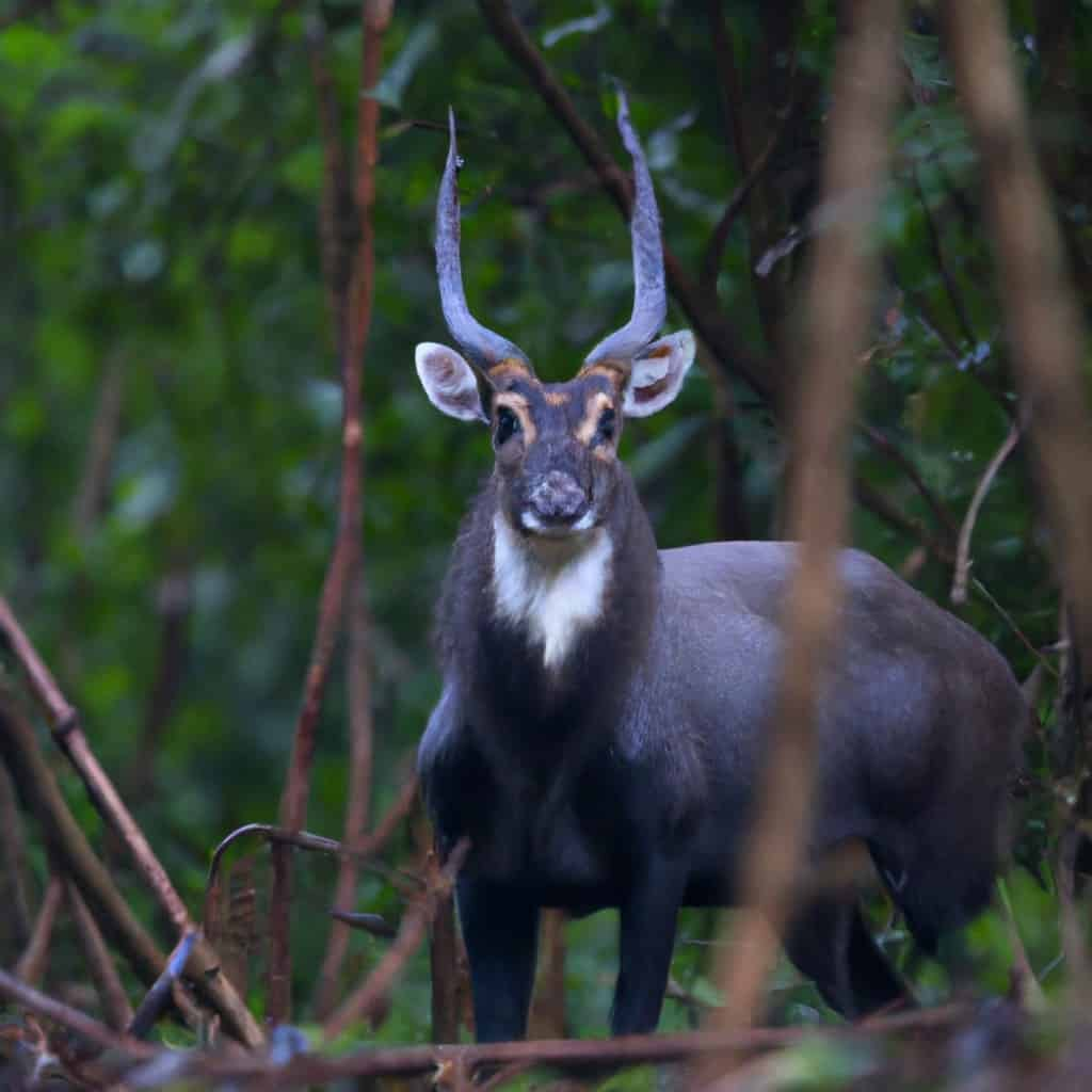 deer shy animal