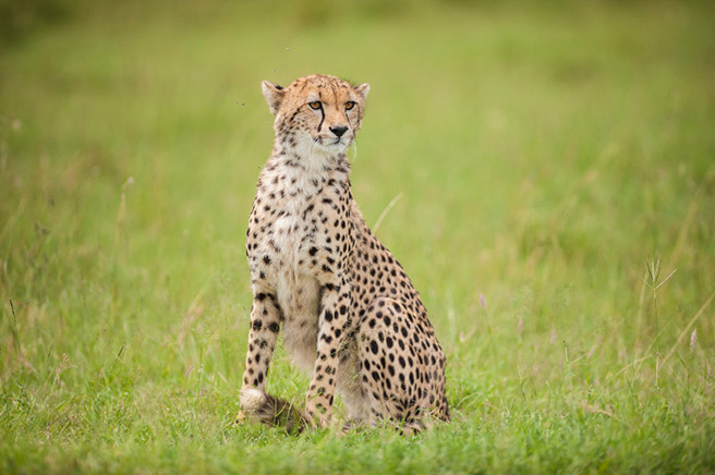 cheetah shy animal