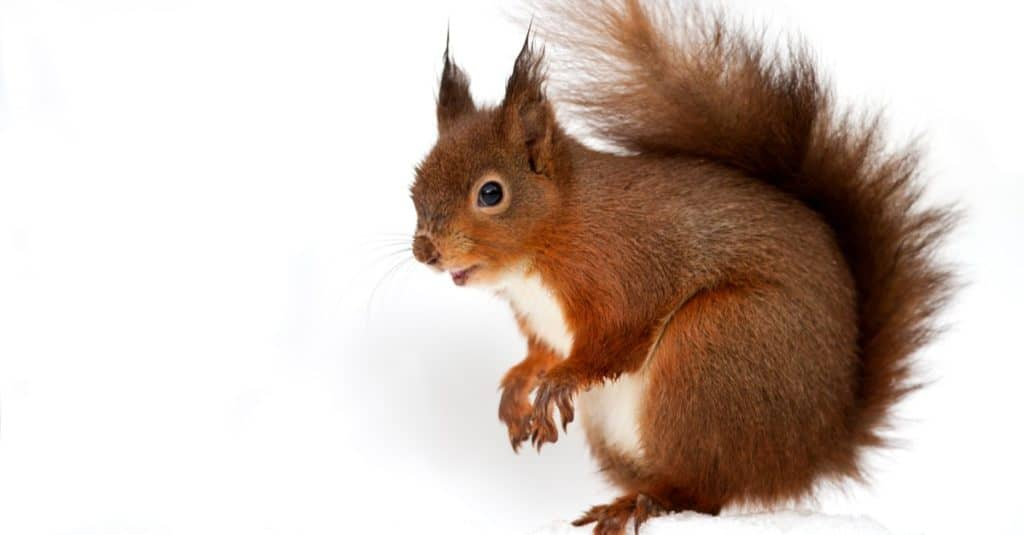 red squirrel shy animal