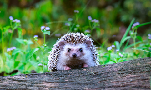 hedgedog shy animal