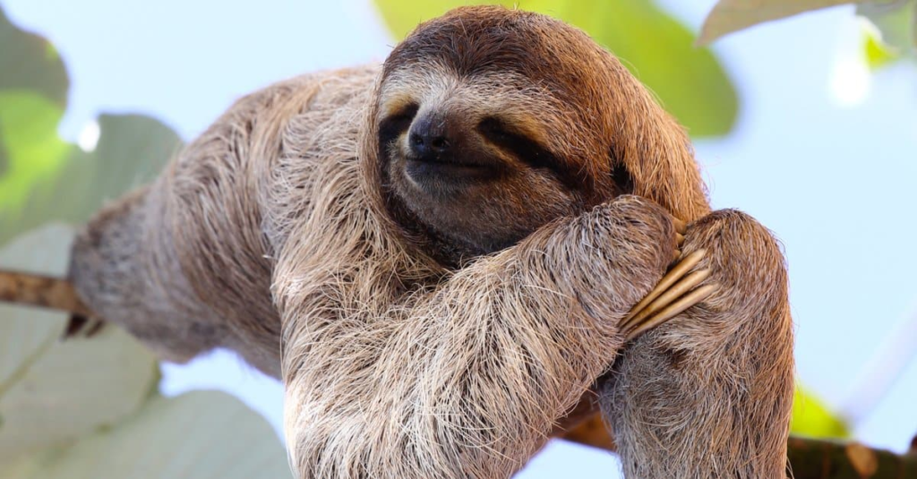 sloth shy animal