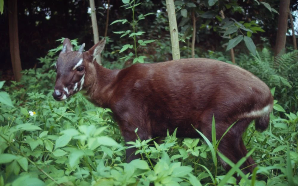 saola shy animal