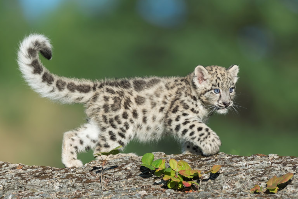 snow leopard shy animal