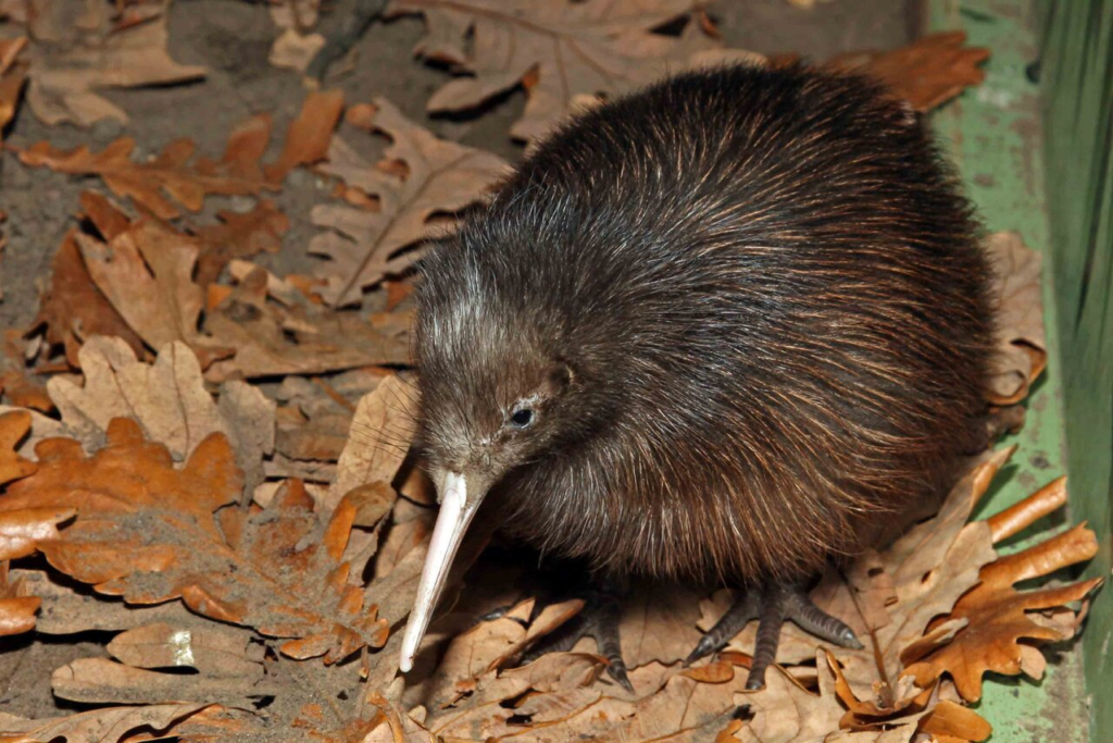 kiwi shy animal