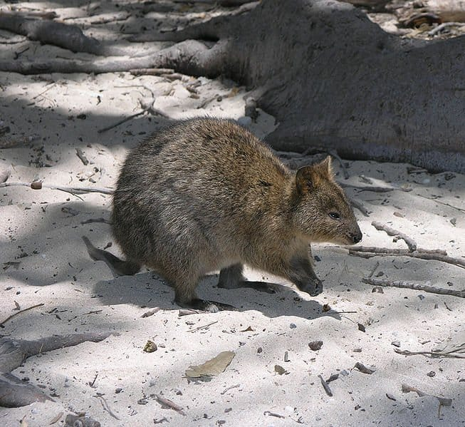quokka shy animal
