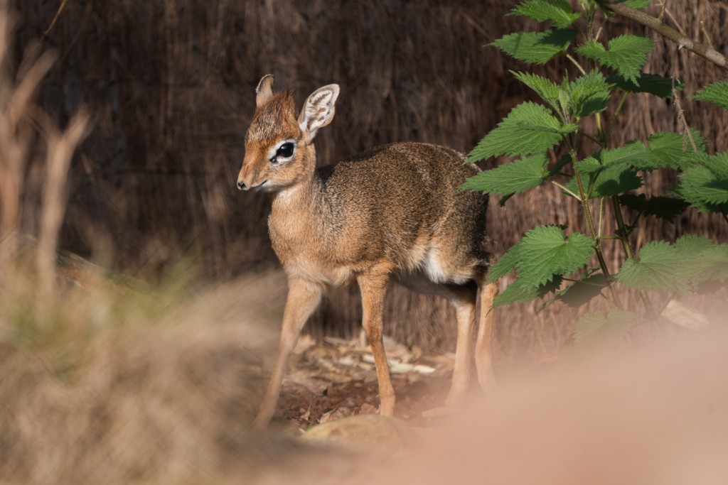 dik dik shy animal