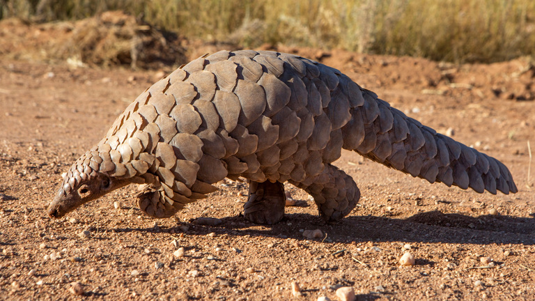 pangolines shy animals