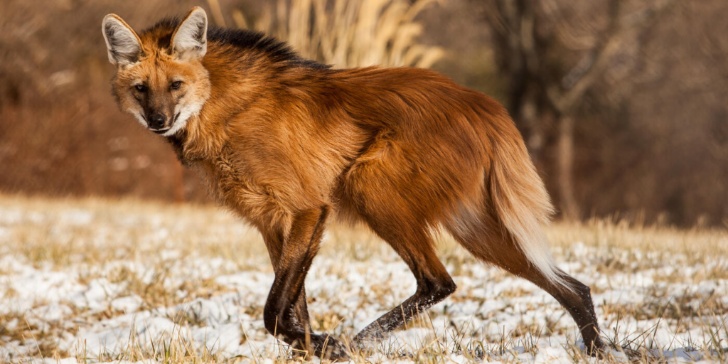 manned wolf shy animal