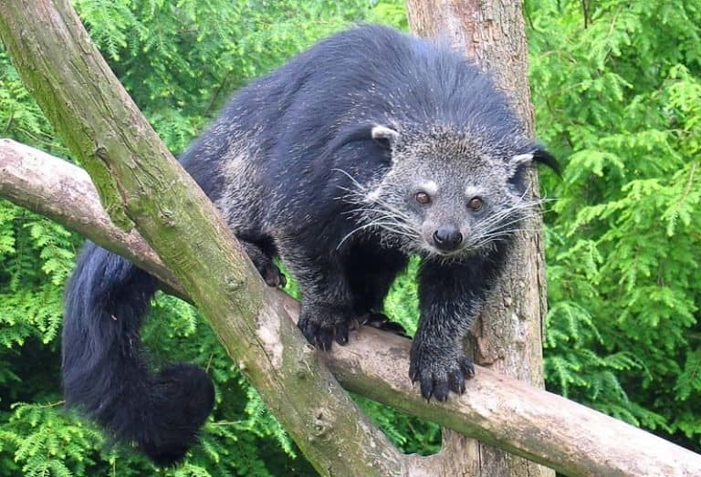 binturong shy animal