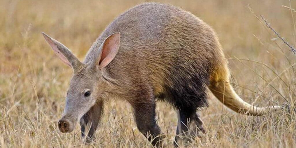 aardvarks shy animal