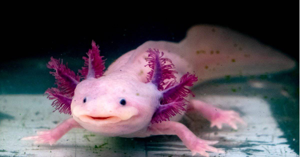 axolotl shy animal