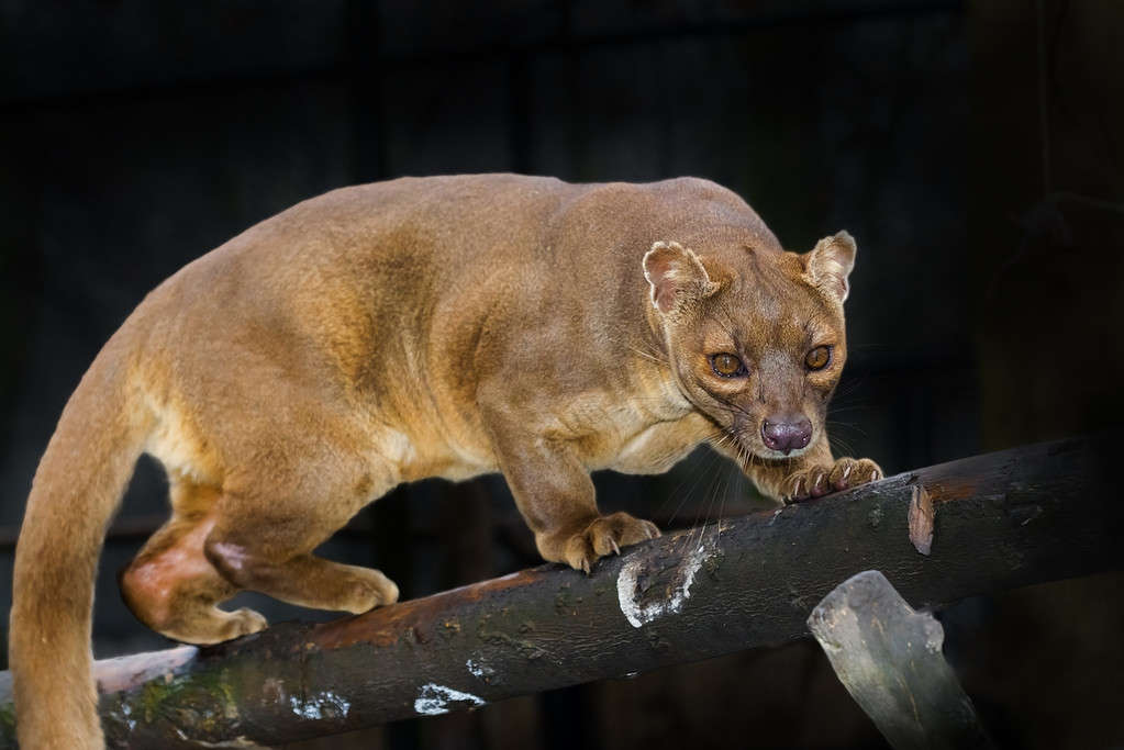 fossa shy animal