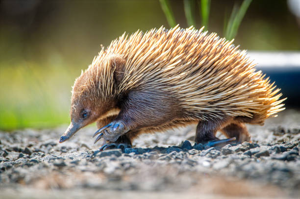 Spiny rates