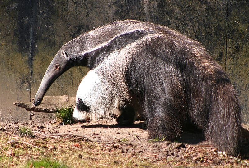 giant anteater shy animal