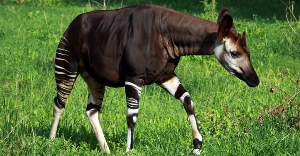 okapi shy animal