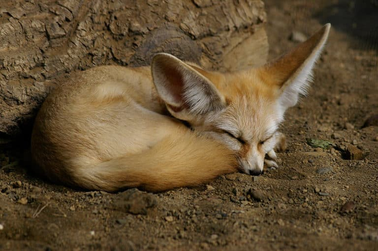 fennec fox shy animal
