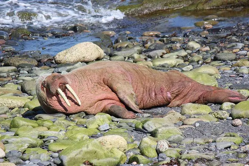 walruses with no legs