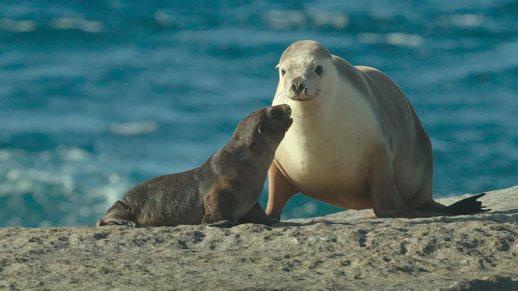 sea lions with no legs