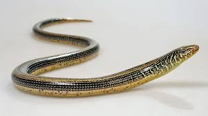 legless lizard with no legs
