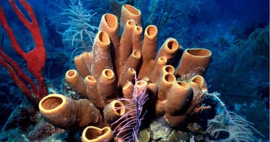 Sponges with no legs