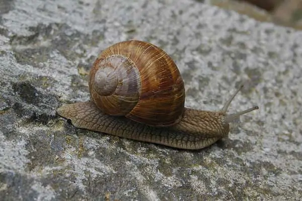 Snails with no legs