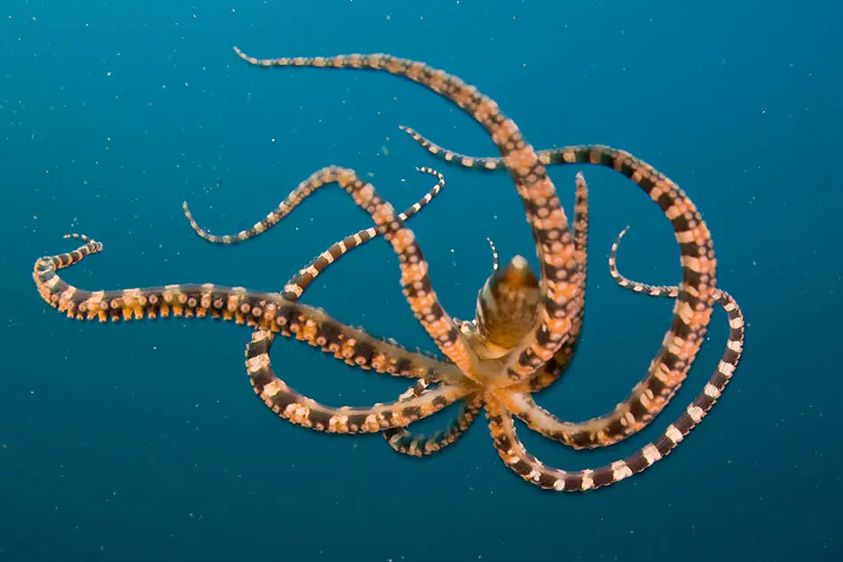 Octopus with no legs