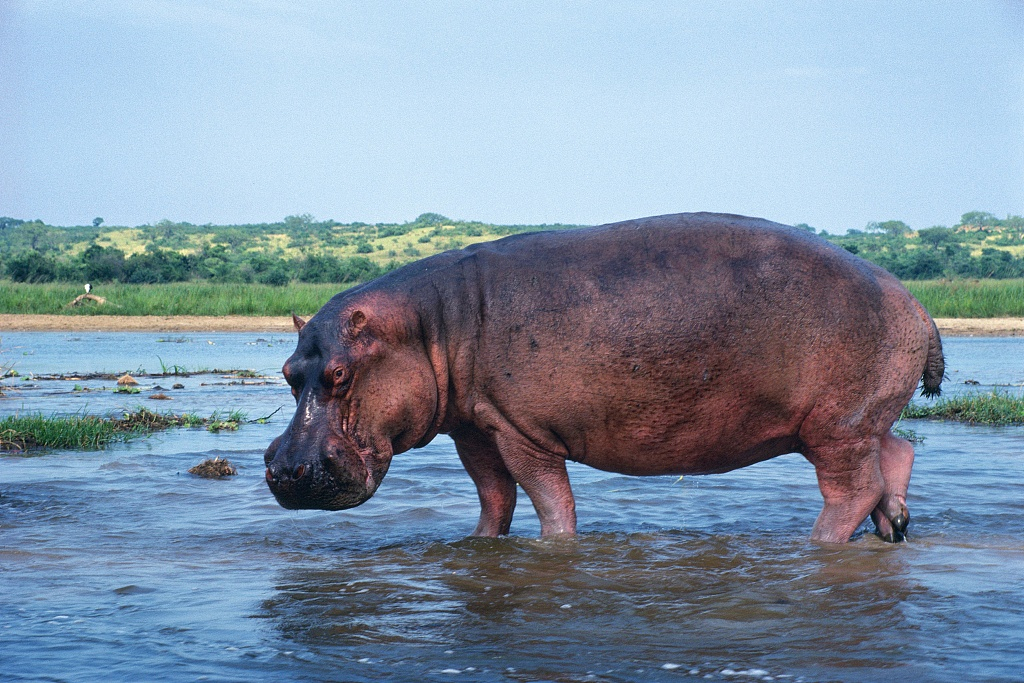 Chubby hippopotamus
