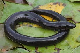 eels with no legs