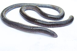 caecilians with no legs